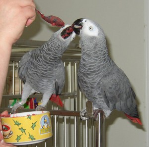 AFRICA GREY PARROTS