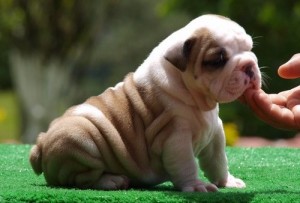 adorable english bulldog pups for new homes just contact for more details and pics