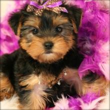 Cheap teacup Yorkie Puppies for adoption