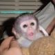 Lovely Baby Capuchin Monkeys For Free Adoption