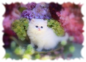 Outstanding Snow white Female Persian Kitten for Adoption