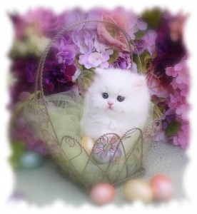 Outstanding Snow white Female Persian Kitten for Adoption