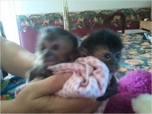 Male and Female Capuchins for Adoption