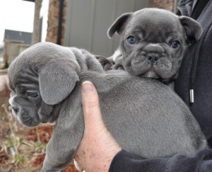 cute and lovely french bulldog puppy for good homes