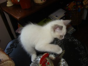 Pedigree Ragdoll Kittens