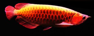 Red tail arowana fish