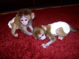 Cute Capuchin For Adoption (male and female)