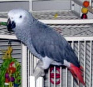 Well tamed africa grey bird