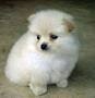 Male and  Female Pomeranian  Puppies For Adoption