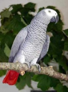 Adorable african gray parrots coming for you......