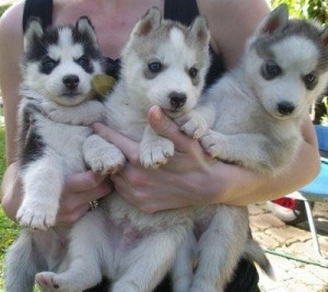 Cuties Siberian Husky Puppies For New Homes .