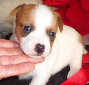 Quality jack Russell terrier puppies for adoption