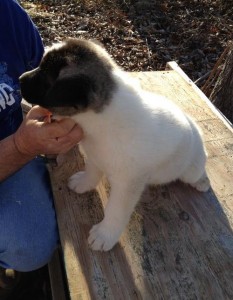 magnificent Akita puppies for adoption