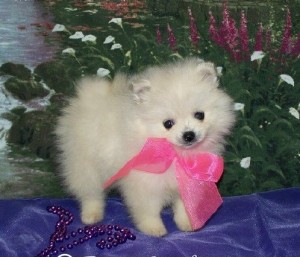 Male and Female pomeranian Puppies for Adoption