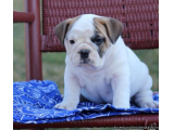 AKC English Bulldog Puppies for Good homes