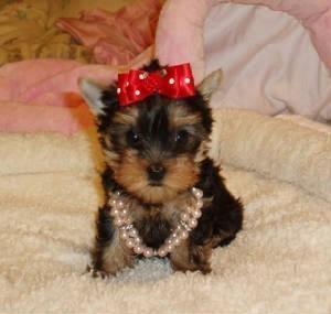 Wow!! Gorgeous and adorable Yorkie Puppies Available For A Good Home