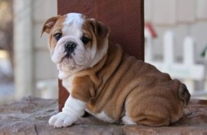 Adorable English bulldog puppies for free adoption