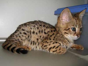 Exotic lovely savannah f1 kitten ready for adoption