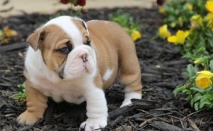 Cute English Bulldog Puppies