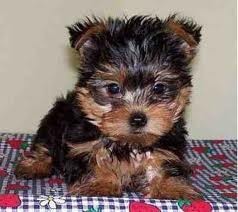 lovely and adorable yokie puppy for adoption now