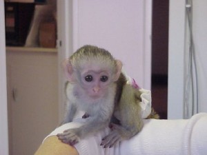 Capuchin Monkey for good home