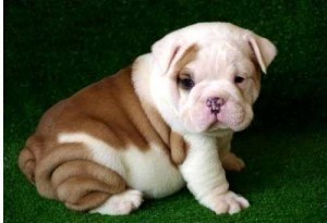 ADORABLE AND GORGEOUS ENGLISH BULLDOG PUPPIES FOR ADOPTION