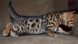 Cute Brown Rosetted Female Bengal Kitten for adoption