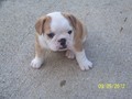 Female enlish bulldog