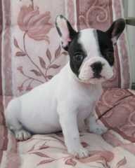 House male and female french bulldog puppies.