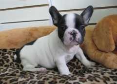 Two Pretty French bulldog puppies available.