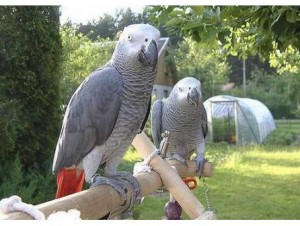 Cute pair of african grey parrots for sale