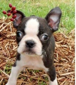 Black brindle and white Boston Terrier Puppies
