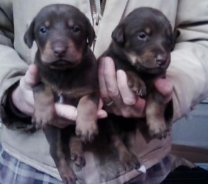 Doberman Pinscher Puppies For Sale