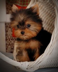 Romeo is a teacup Yorkie. Dad is 3 pounds