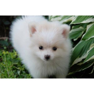 GORGEOUS Pomeranian Puppies For Adoption