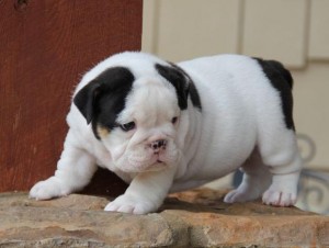 good English bulldog puppies for adoption