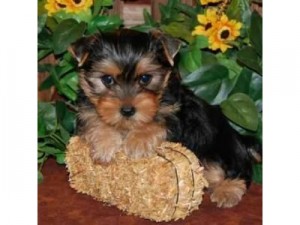 Yorkie Puppies Available For adoption