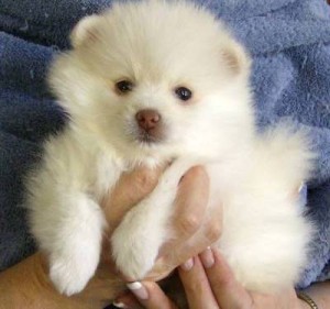 Adorable Puppys Mim Tea Cup Pom An Dad Normal Pom