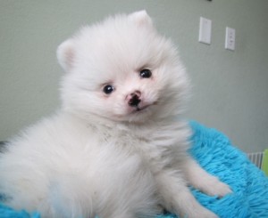 Gorgeous &amp; Lovely 12 Week Old Male Pomeranian Pup!