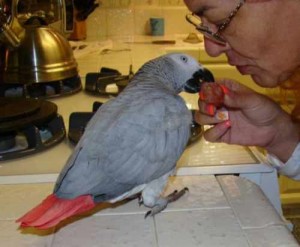 Charming African Grey Parrots for Adoption