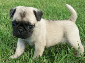 Pug Puppies For Sale.