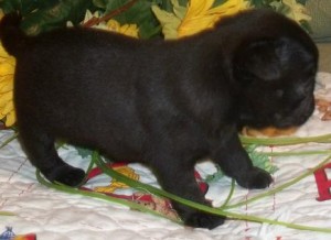 Beautiful Fawn Pug Pups - Females