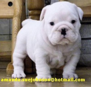 WELL TRAINED ENGLISH BULLDOG PUPPIES READY FOR NEW HOME(amanda.suejohnson@hotmail.com )