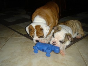 ADORABLE AND GORGEOUS ENGLISH  BULLDOG PUPPIES FOR A GOOD HOME