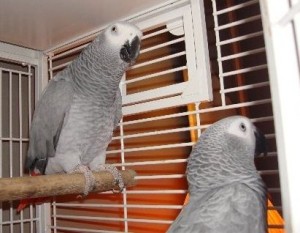 Timneh African Grey Parrot Available For Sale