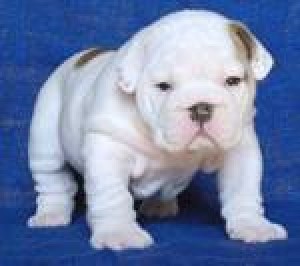 Adorable English bulldog puppies for free adoption