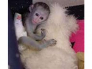 cute and adorable Capuchin Monkey For Free Adoption