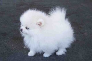 Teacup Pomeranian puppies