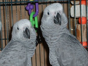 Interligent healthy African gray parrot for sale