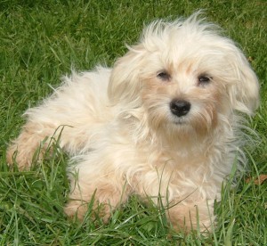 Great AKC Maltese Puppies AVAILABLE